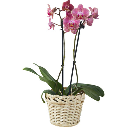 Braided Wicker Planter by Chelsea House in tan. Made from rattan in a rustic style.