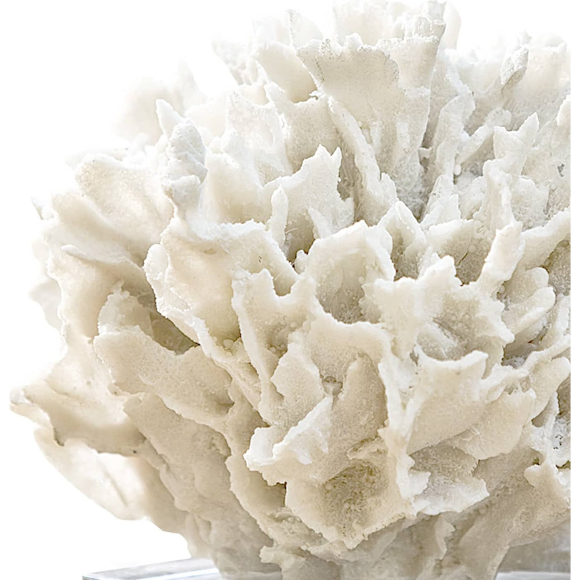 Ribbon Coral by Regina Andrew in white, natural and white. Made from resin in a coastal style.