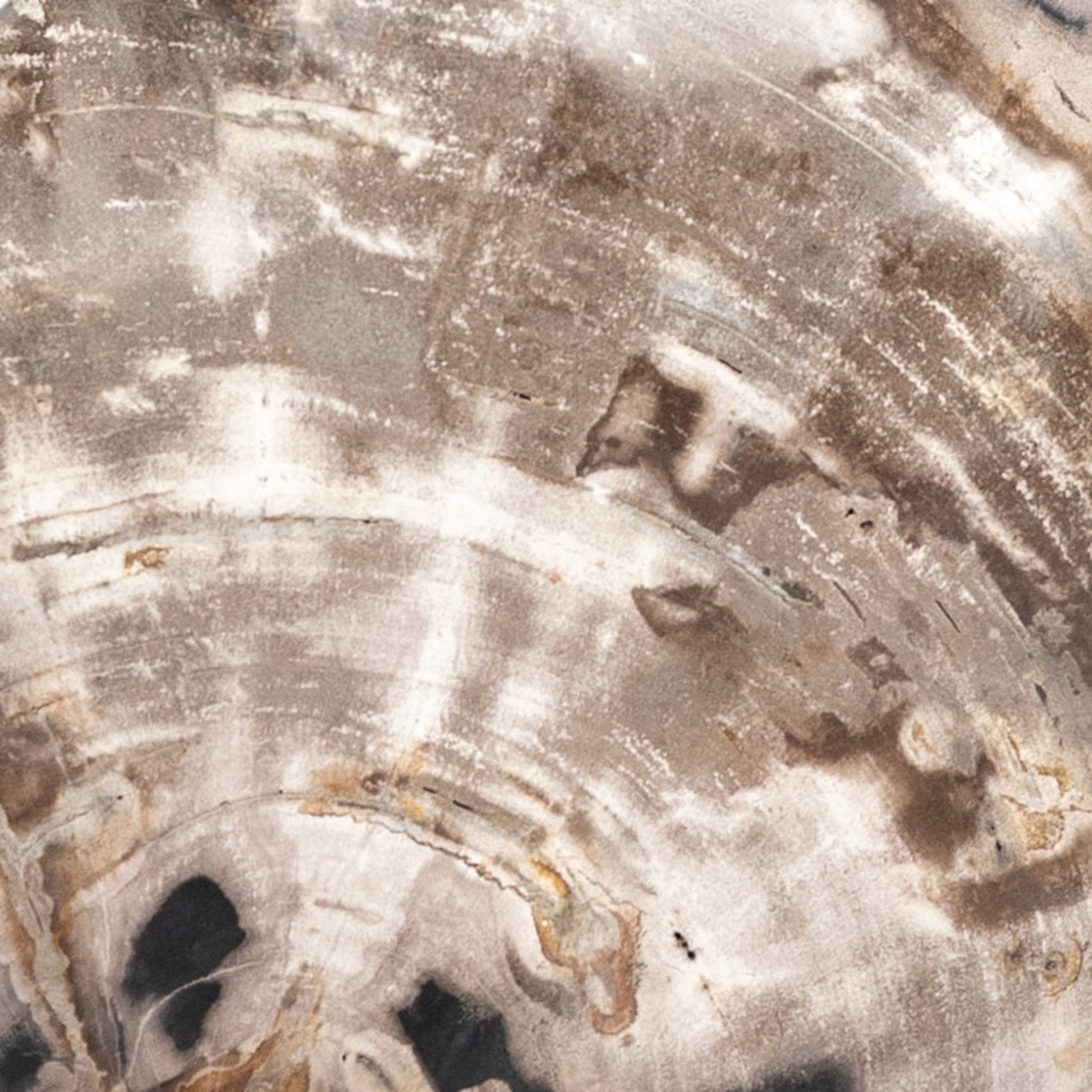 Petrified Wood Organic Sculpture by Four Hands in dark petrified wood. Made from petrified wood in a modern style.
