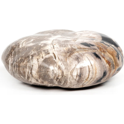 Petrified Wood Organic Sculpture by Four Hands in dark petrified wood. Made from petrified wood in a modern style.