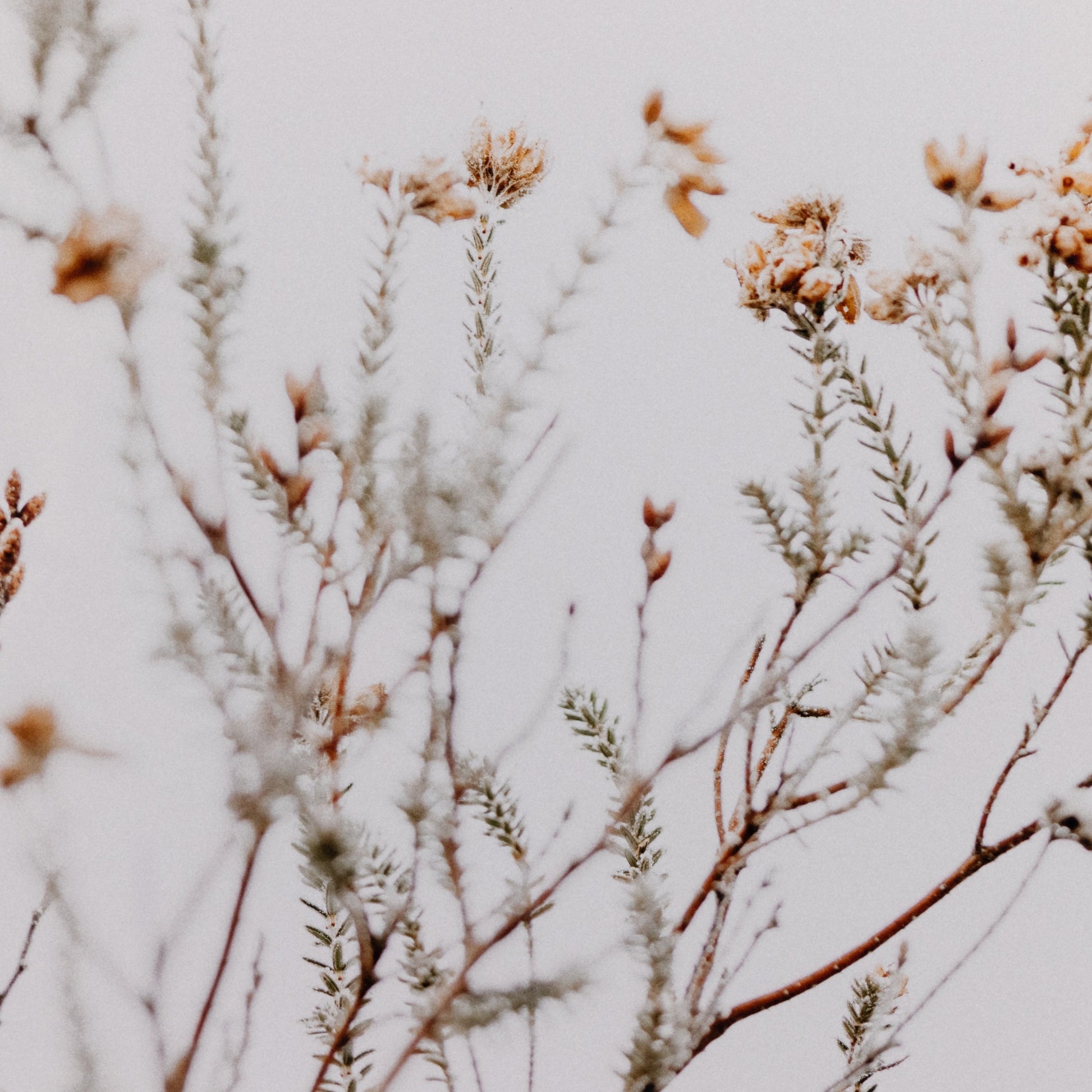 In the Details I by Annie Spratt by Four Hands. Made from acrylic glazing in a cottage & farmhouse style.