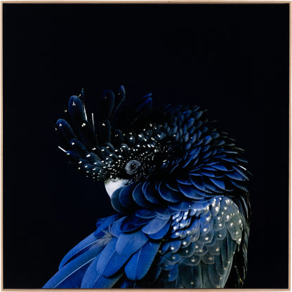 Red-Tailed Black Cockatoo by Getty Images by Four Hands. Made from vertical grain floater white oak, gloss white chromaluxe in a eclectic & global style.