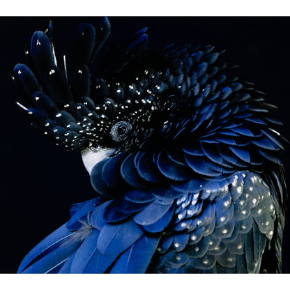 Red-Tailed Black Cockatoo by Getty Images by Four Hands. Made from vertical grain floater white oak, gloss white chromaluxe in a eclectic & global style.