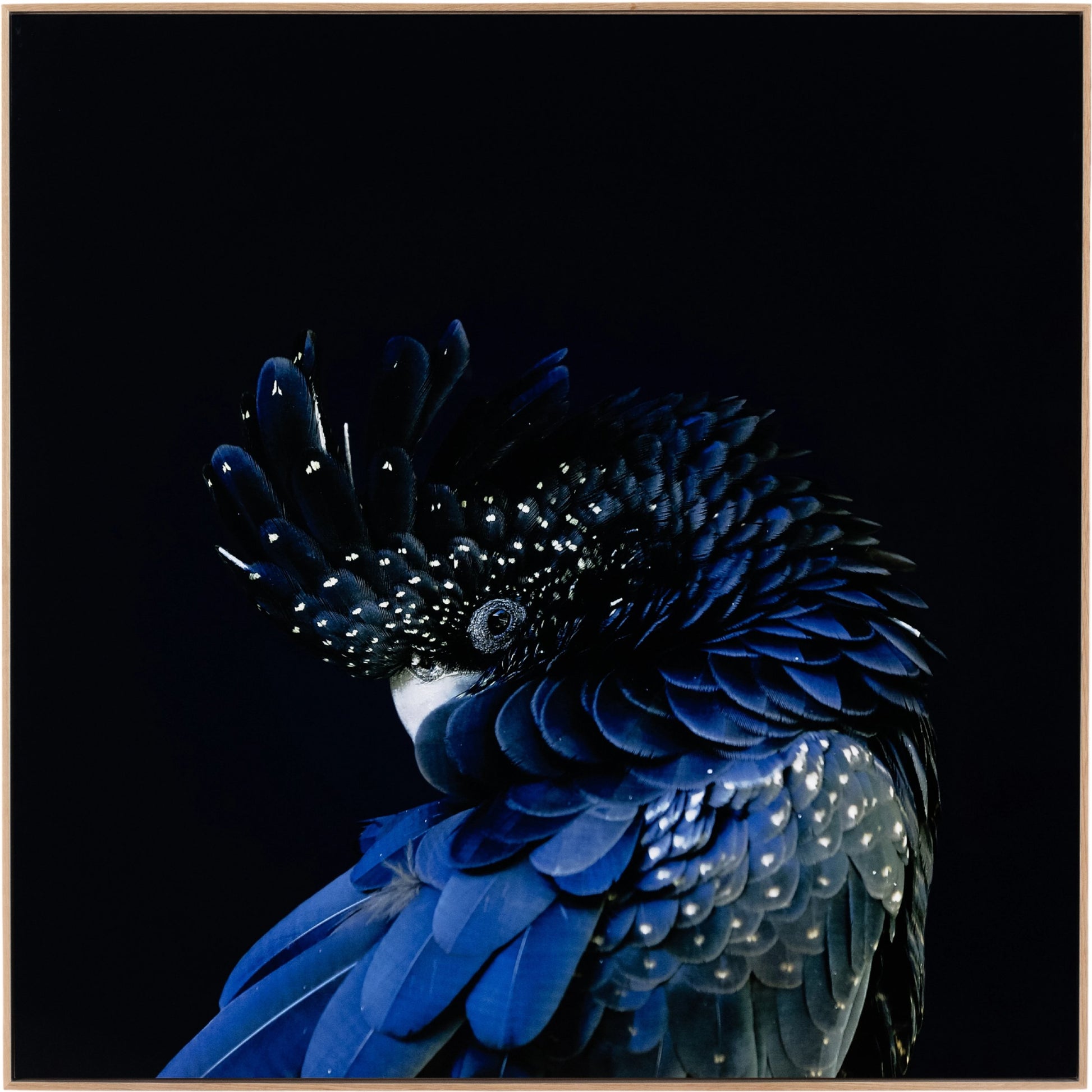 Red-Tailed Black Cockatoo by Getty Images by Four Hands. Made from vertical grain floater white oak, gloss white chromaluxe in a eclectic & global style.