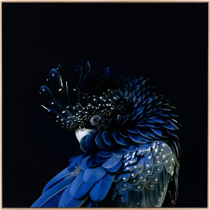 Red-Tailed Black Cockatoo by Getty Images by Four Hands. Made from vertical grain floater white oak, gloss white chromaluxe in a eclectic & global style.