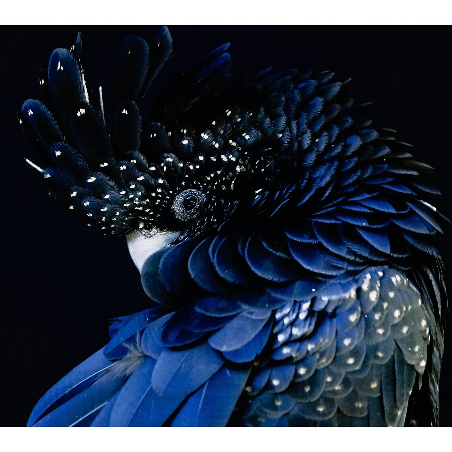 012 SI-2074624 | Closeup | Red-Tailed Black Cockatoo by Getty Images by Four Hands. Made from vertical grain floater white oak, gloss white chromaluxe in a eclectic & global style.