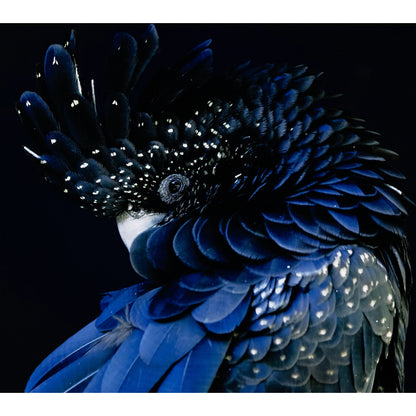 Red-Tailed Black Cockatoo by Getty Images by Four Hands. Made from vertical grain floater white oak, gloss white chromaluxe in a eclectic & global style.