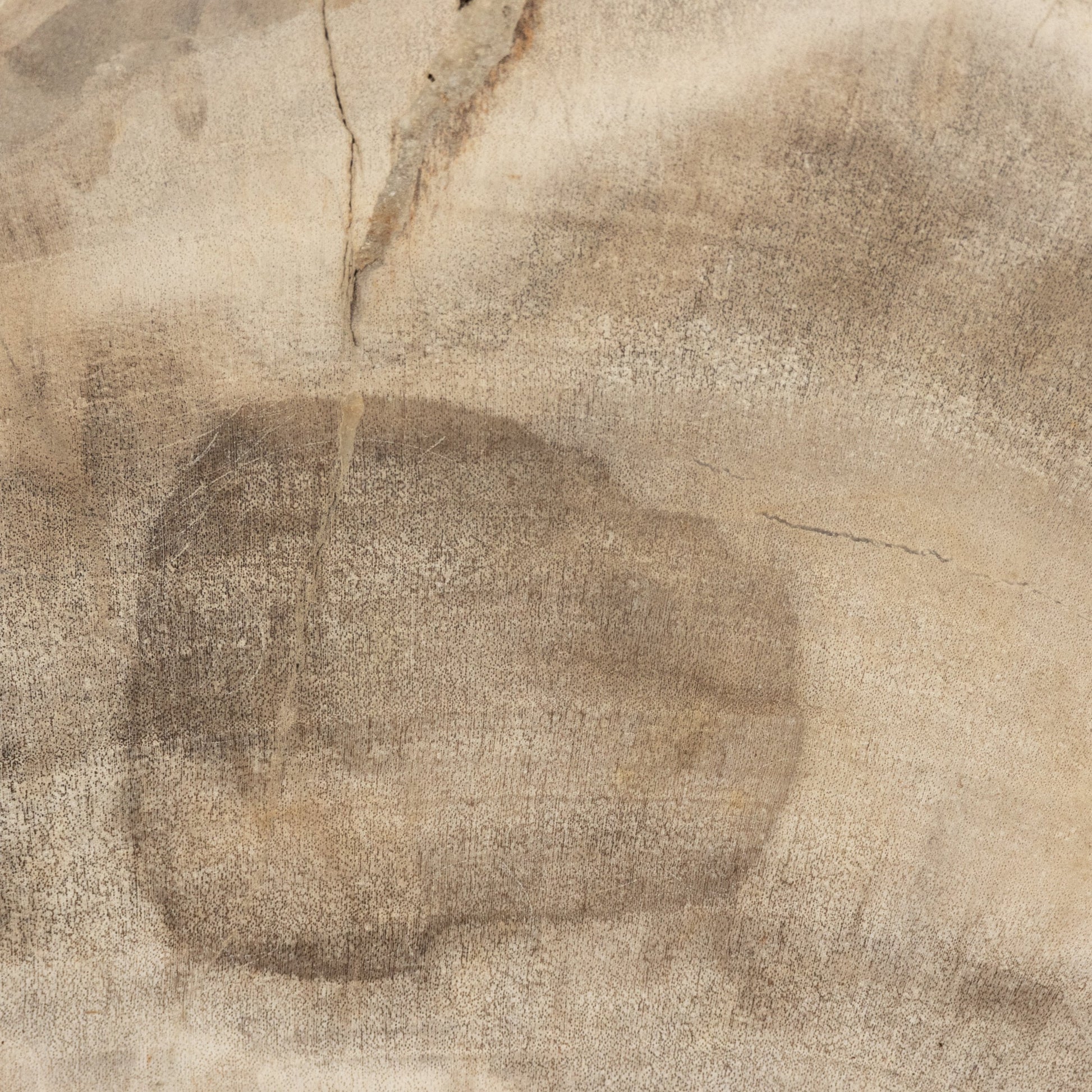 Petrified Wood Slab by Four Hands in dark. Made from petrified wood in a transitional style.