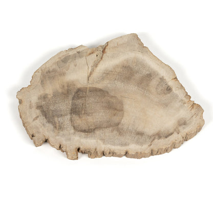 Petrified Wood Slab by Four Hands in dark. Made from petrified wood in a transitional style.
