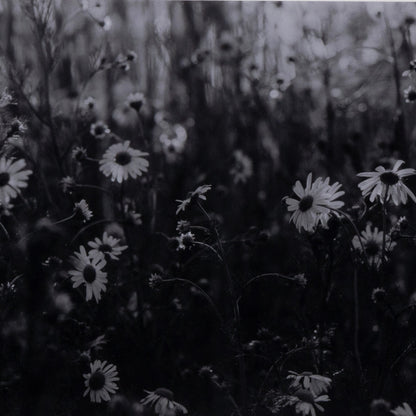 Floral Film II by Annie Spratt by Four Hands. Made from unique in a modern style.