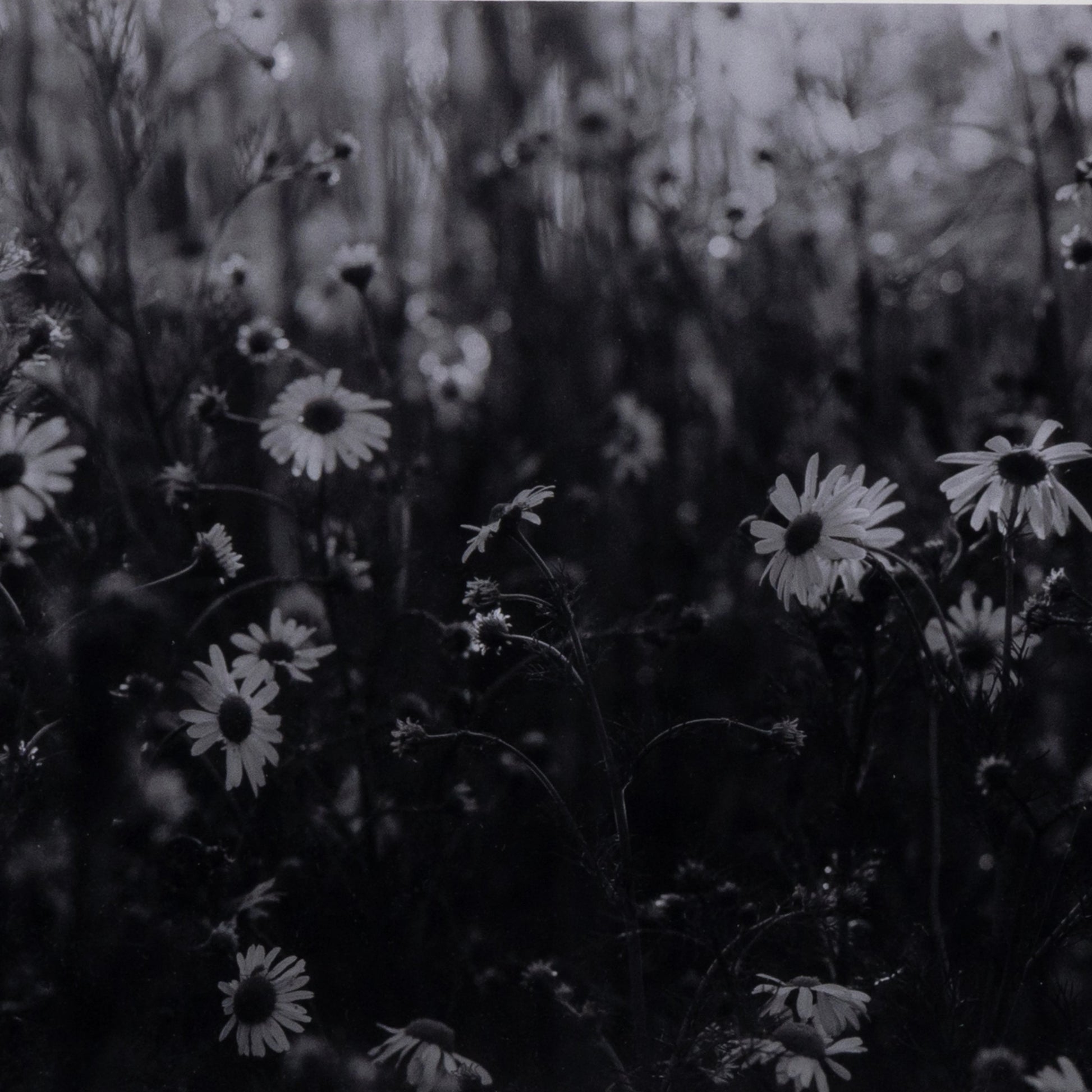 Floral Film II by Annie Spratt by Four Hands. Made from unique in a modern style.