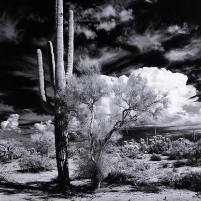 Sonoran Desert by Getty Images by Four Hands in black maple. Made from black 2.5 maple, photo paper in a modern style.