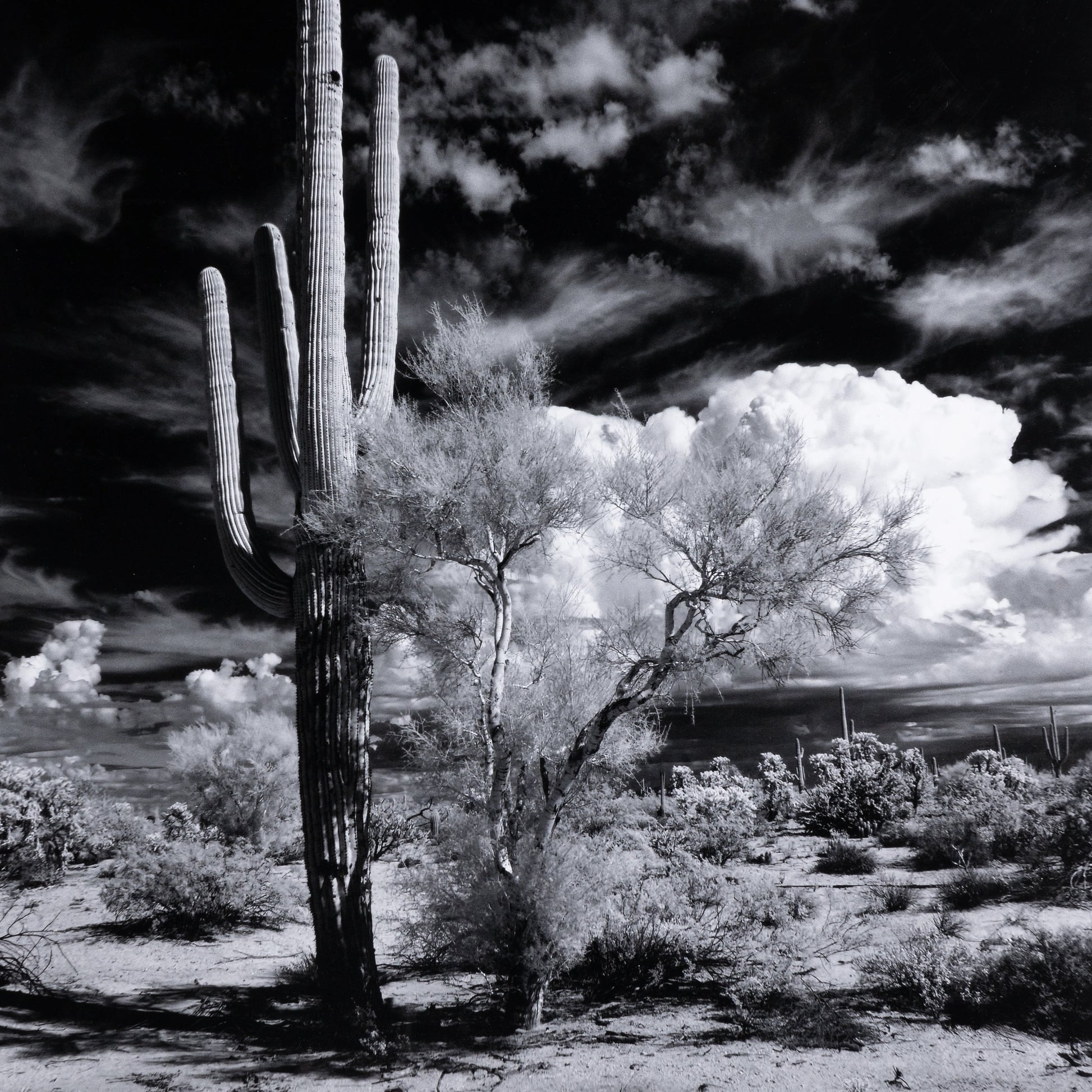 Sonoran Desert by Getty Images by Four Hands in black maple. Made from black 2.5 maple, photo paper in a modern style.