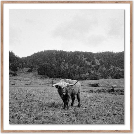 Highlander / Elk, CA by Wesley and Emma Teague by Four Hands in rustic 2.5 walnut, clear acrylic glazing. Made from rustic walnut, acrylic glazing in a modern style.