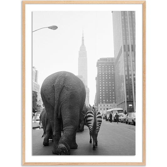 Circus Animals on 33RD St by Getty Images by Four Hands. Made from acrylic glazing in a modern style.