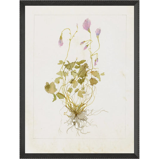Oxalis Debilis No. 1 by Laurel-Dawn Latshaw by Four Hands. Made from textured fine art paper in a unique style.