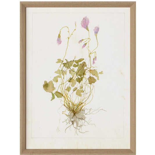 Oxalis Debilis No. 1 by Laurel-Dawn Latshaw by Four Hands. Made from textured fine art paper in a unique style.