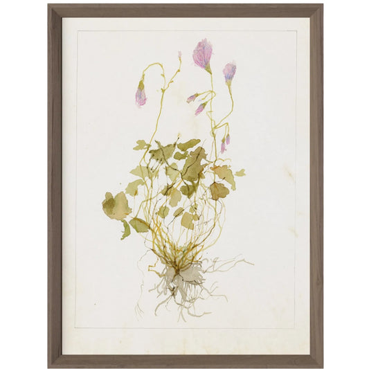 Oxalis Debilis No. 1 by Laurel-Dawn Latshaw by Four Hands. Made from textured fine art paper in a unique style.