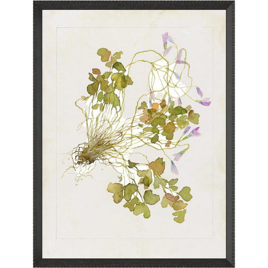 Oxalis Debilis No. 2 by Laurel-Dawn Latshaw by Four Hands. Made from textured fine art paper in a unique style.