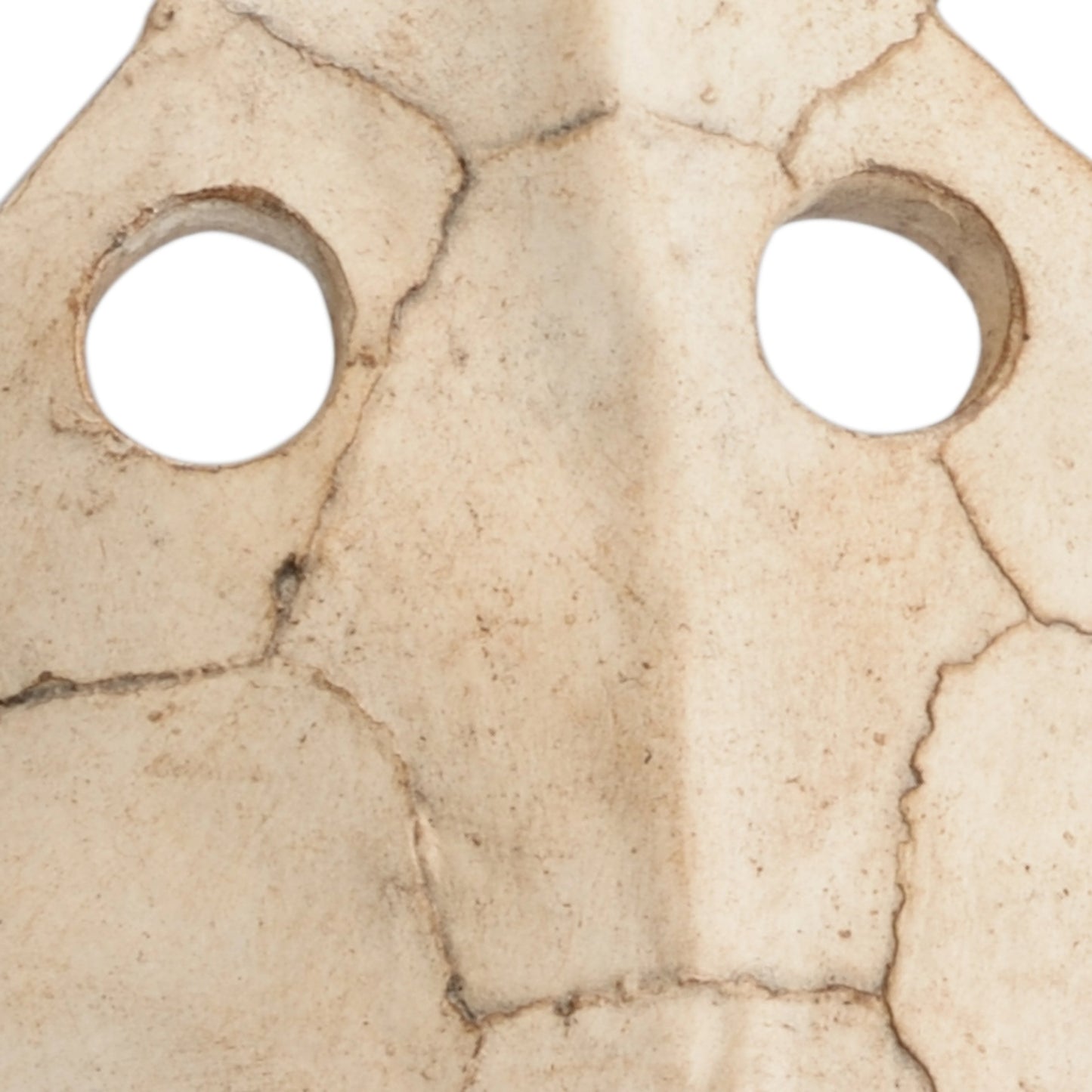 002 SR-386489 | Closeup | Sulcata Turtle by Wildwood in aged whitewash, black. Made from composite in a eclectic & global style.