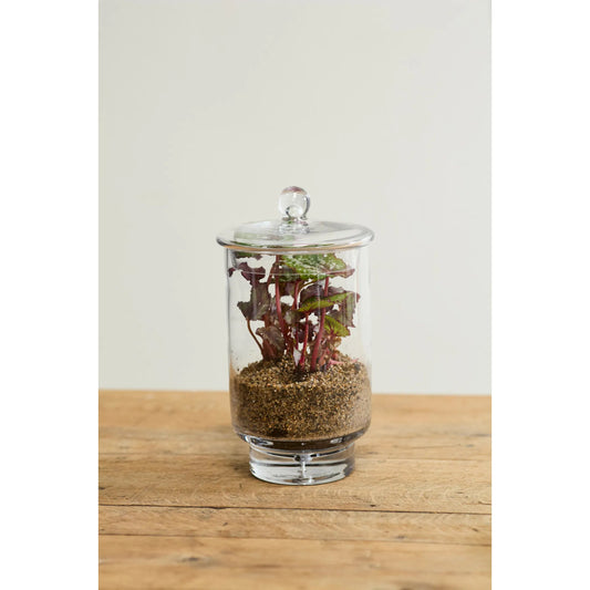 Asteridge Terrarium by Accent Decor in clear. Made from glass in a unique style.