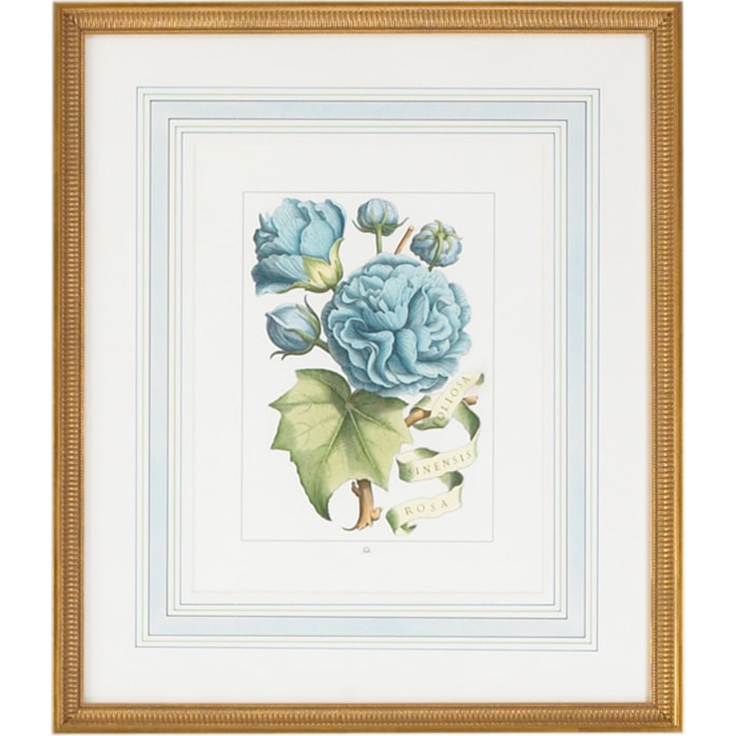 001 SR-382033 | Primary Silo | Bl Floral W/Ribbon-B by Chelsea House in gold frame, french mat. Made from hand colored engraving, italy in a traditional style.