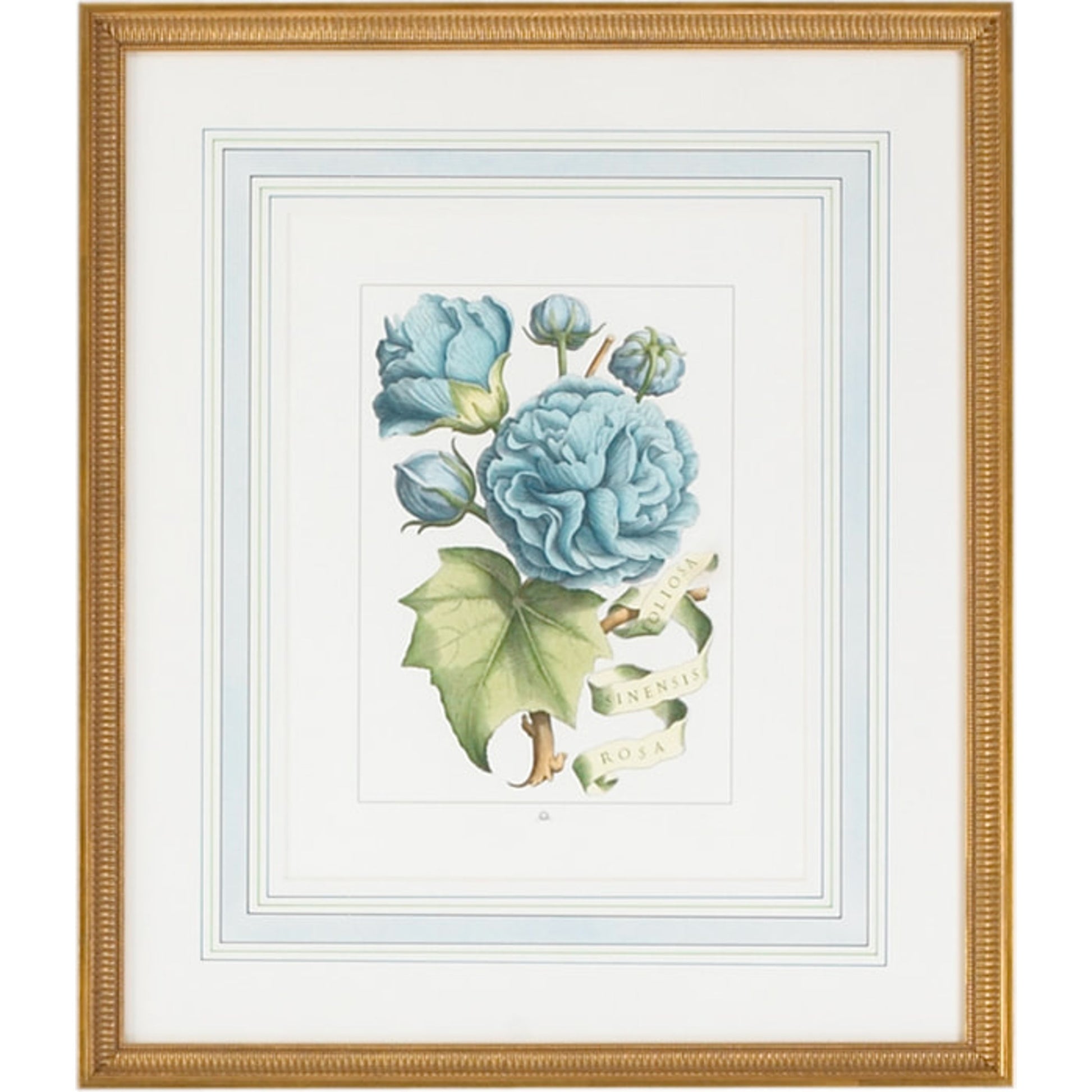 Bl Floral W/Ribbon-B by Chelsea House in gold frame, french mat. Made from hand colored engraving, italy in a traditional style.