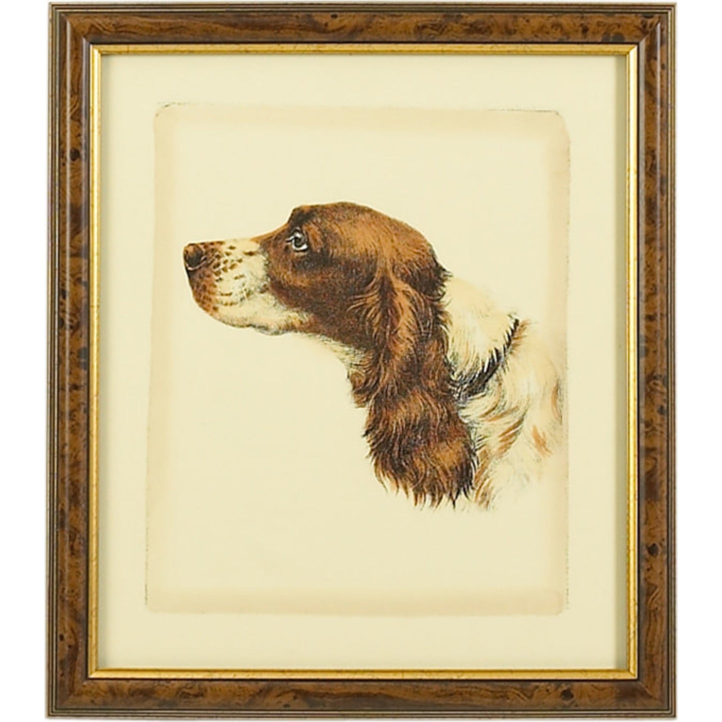 001 SR-382454 | Primary Silo | Danchin Cocker Spaniel by Chelsea House in brown and gold frame. Made from hand colored print in a cottage & farmhouse style.