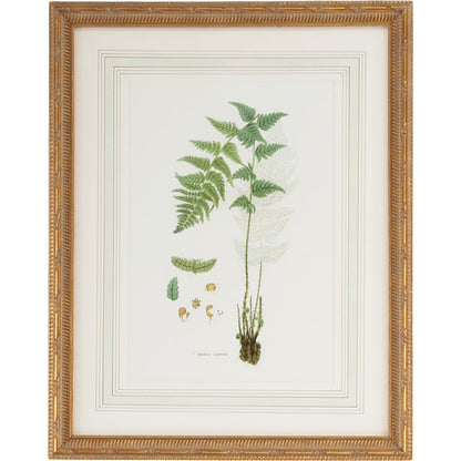 Curtis Ferns I by Chelsea House in gold frame, french mat. Made from lithograph print in a traditional style.