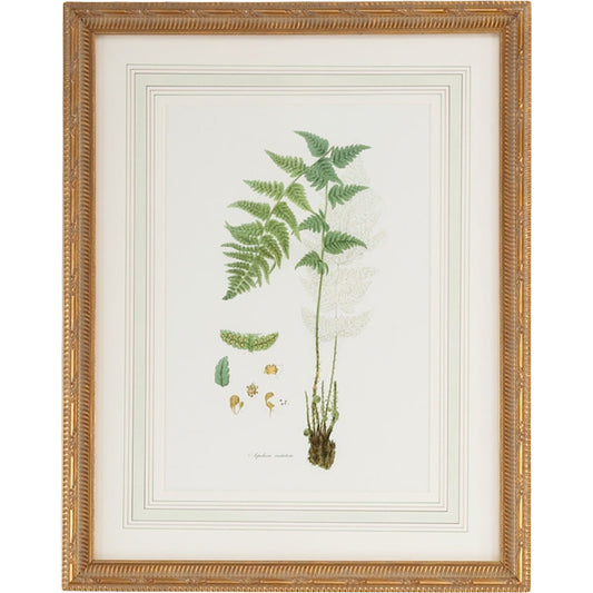 Curtis Ferns I by Chelsea House in gold frame, french mat. Made from lithograph print in a traditional style.