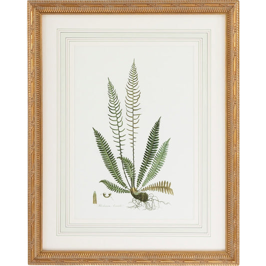 Curtis Ferns III by Chelsea House in gold frame, french mat. Made from lithograph print in a traditional style.