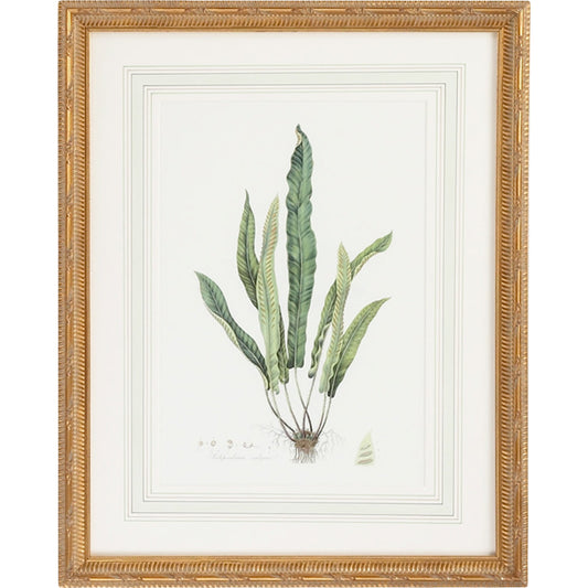 Curtis Ferns IV by Chelsea House in gold frame, french mat. Made from lithograph print in a traditional style.