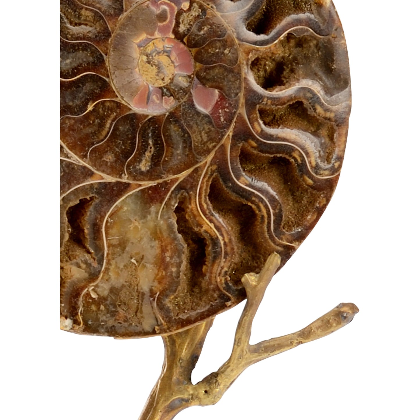 002 SR-381815 | Closeup | Ammonoidea by Chelsea House in natural, antique gold leaf, clear. Made from fossil in a coastal style.