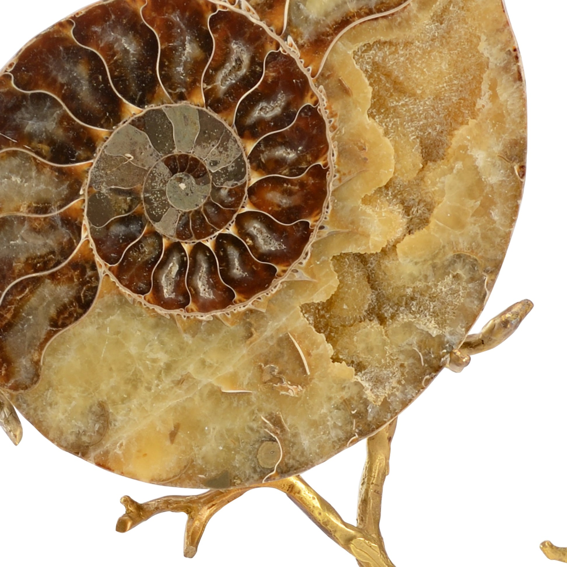 Ammonoidea by Chelsea House in natural, antique gold leaf, clear. Made from fossil in a coastal style.