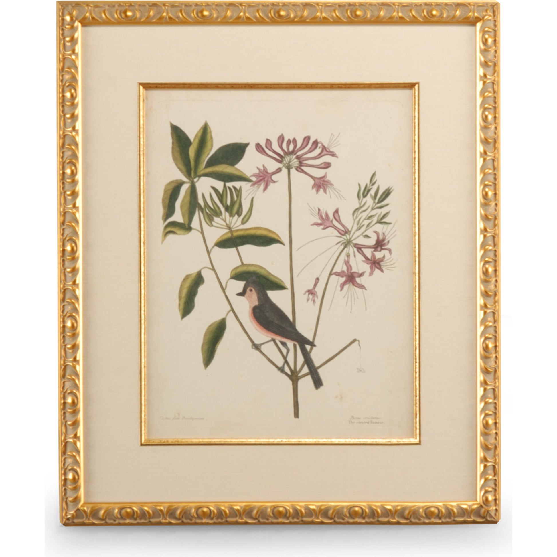 Catesby Bird & Botanical I by Chelsea House in gold leaf frame, linen mat, fillet. Made from unique in a traditional style.