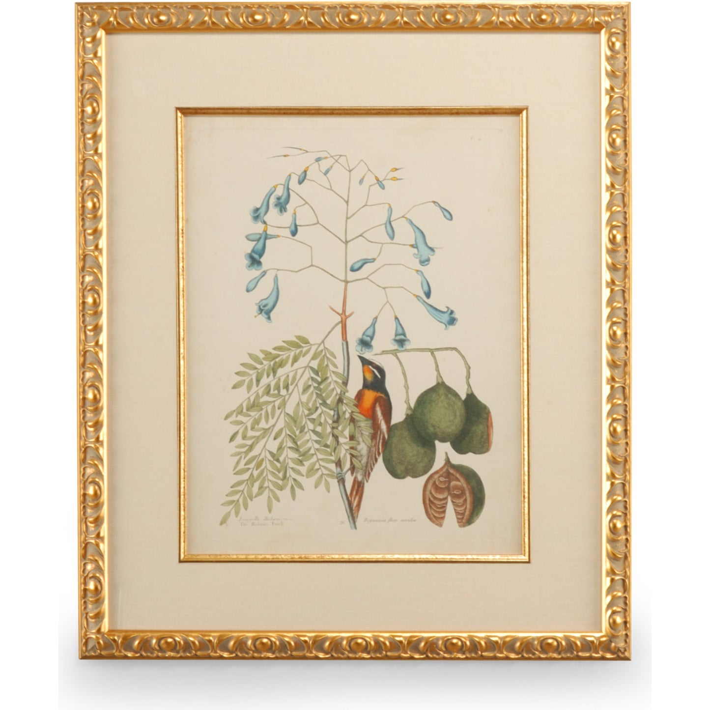 001 SR-382230 | Primary Silo | Catesby Bird & Botanical II by Chelsea House in gold leaf frame, linen mat, fillet. Made from unique in a traditional style.