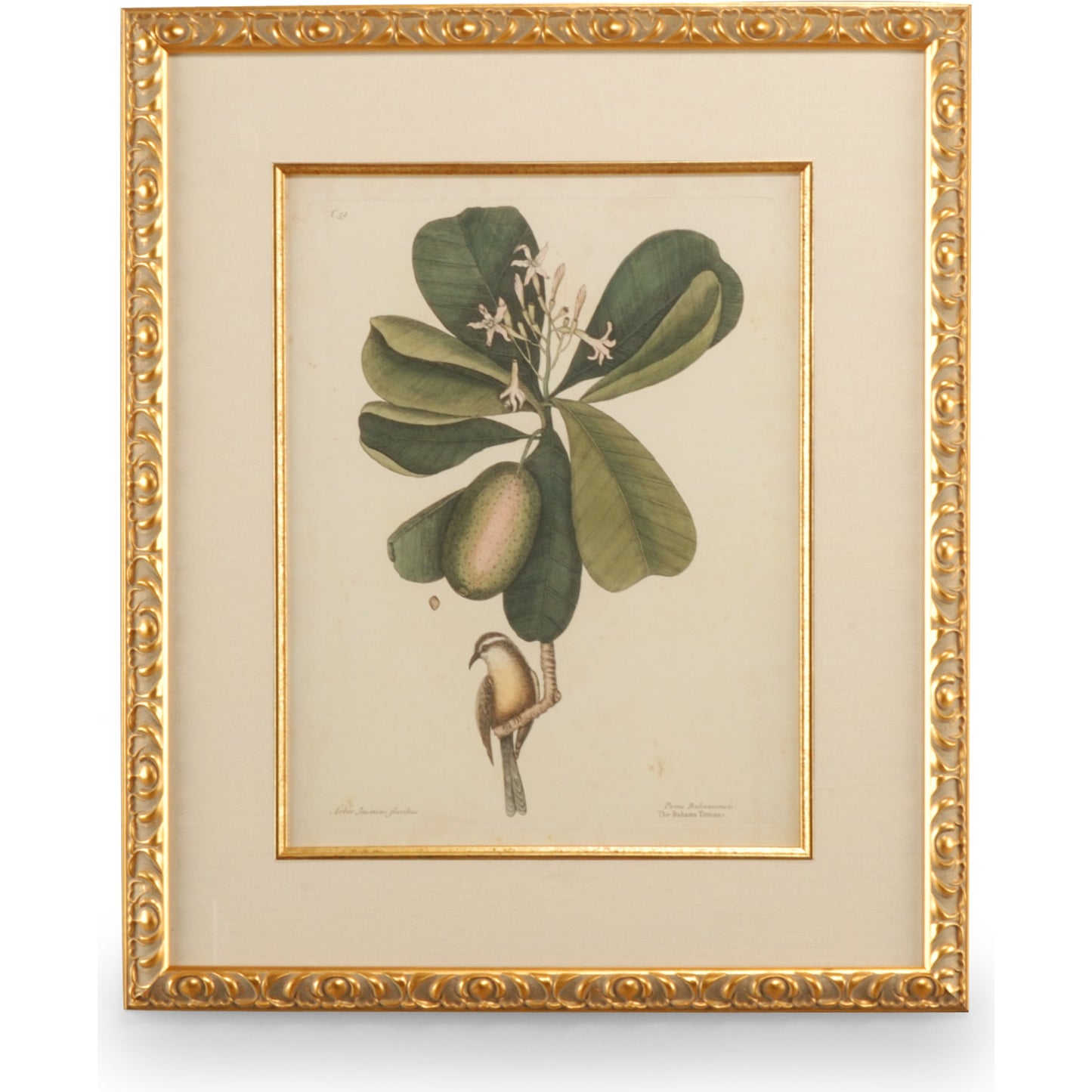 001 SR-382231 | Primary Silo | Catesby Bird & Botanical III by Chelsea House in gold leaf frame, linen mat, fillet. Made from unique in a traditional style.