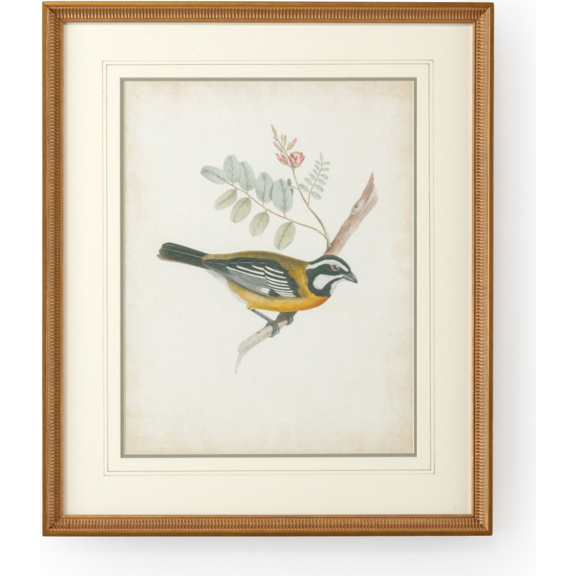 Delicate Birds V by Chelsea House in gold frame-double may w, french lines. Made from unique in a cottage & farmhouse style.