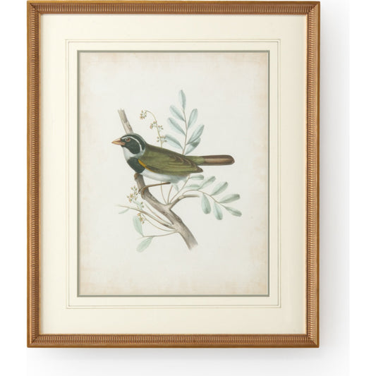 Delicate Birds vi by Chelsea House in gold frame-double mat w, french lines. Made from unique in a cottage & farmhouse style.