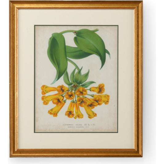 Tropical Array II by Chelsea House in gold frame-double mat. Made from unique in a coastal style.