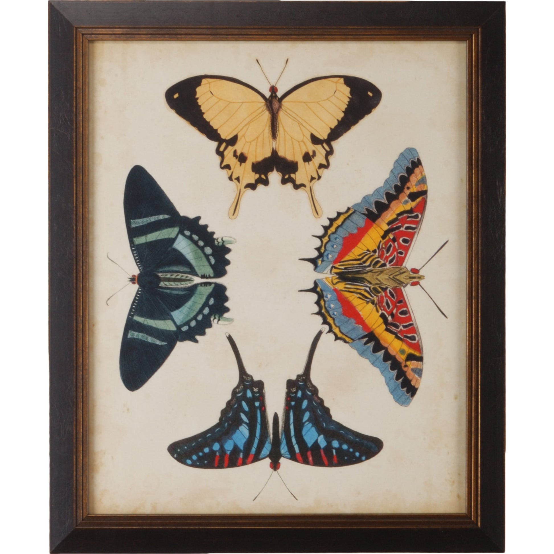 Display of Butterflies III by Chelsea House in gold print, black textured frame. Made from giclee in a transitional style.