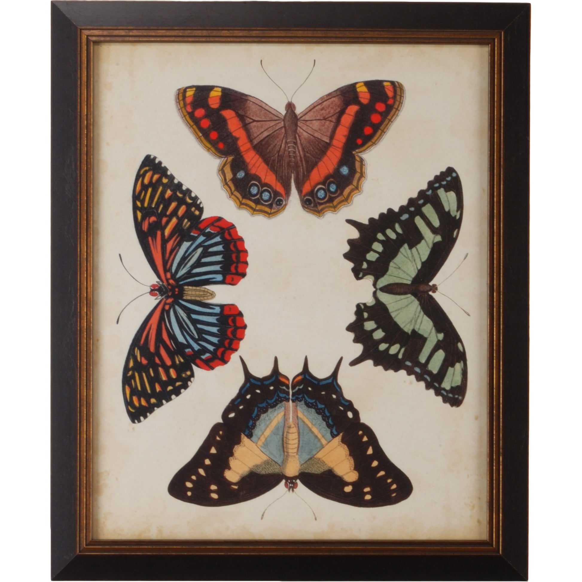 Display of Butterflies IV by Chelsea House in gold print, black textured frame. Made from giclee in a transitional style.