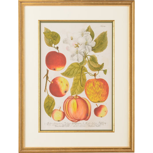 Apples NO.704 by Chelsea House in gold leaf frame-double mat-gold fillet. Made from giclee mount vernon series in a traditional style.