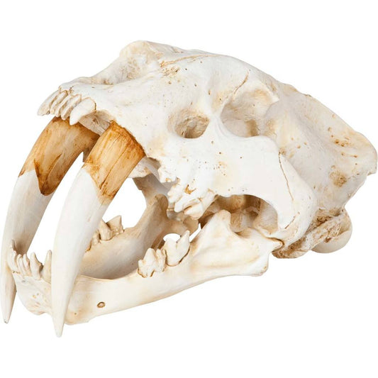 Fozzil Sabretooth Skull Replica by Mercana in cream. Made from unique in a rustic style.