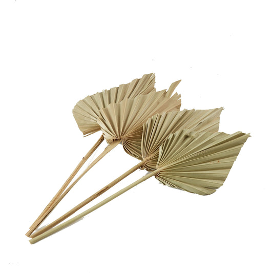 Dried Palmspears by Accent Decor in natural. Made from dried foliage in a coastal style.