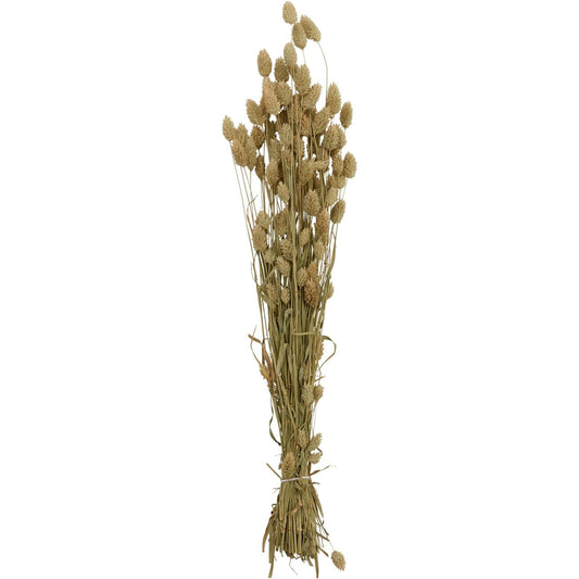 Dried Phalaris by Accent Decor in natural. Made from dried foliage in a modern style.
