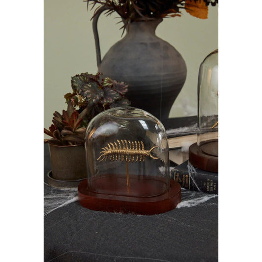 Specimen Cloche Centipede by Accent Decor in clear. Made from glass in a unique style.