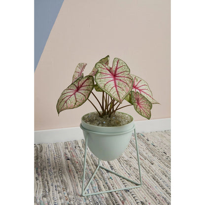 Kelly Plant Stand by Accent Decor in green. Made from plastic in a modern style.