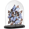 Lilac, Brown, Black, Clear / Large