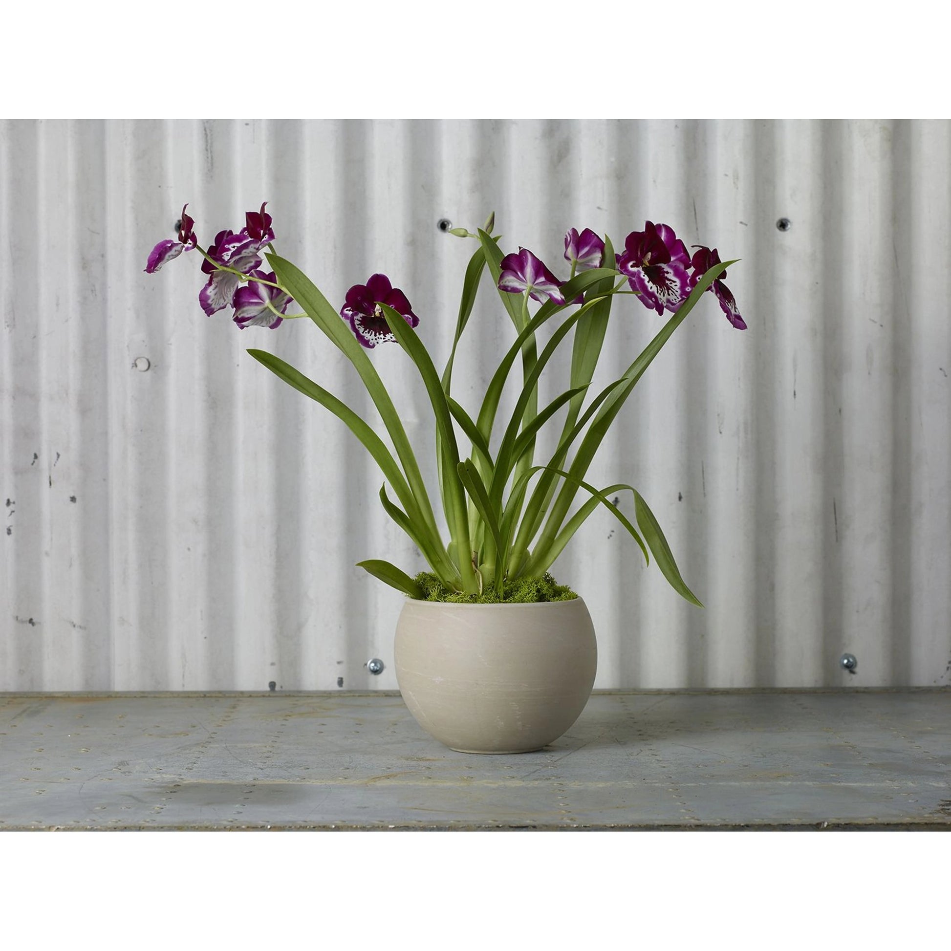 Astrid Pot by Accent Decor. Made from ceramic in a modern style.